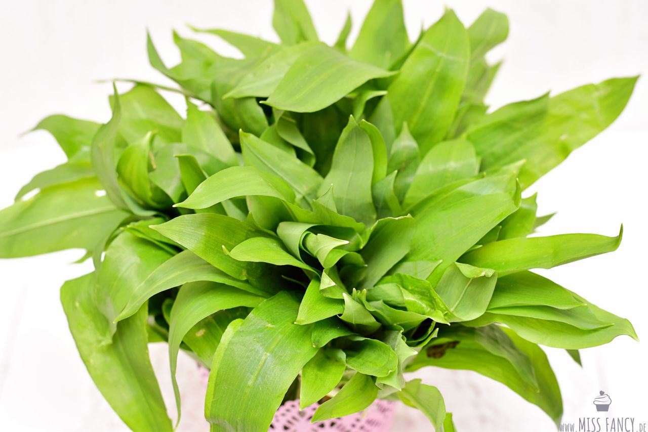 Rezept-Bärlauchpesto-Bärlauchblätter