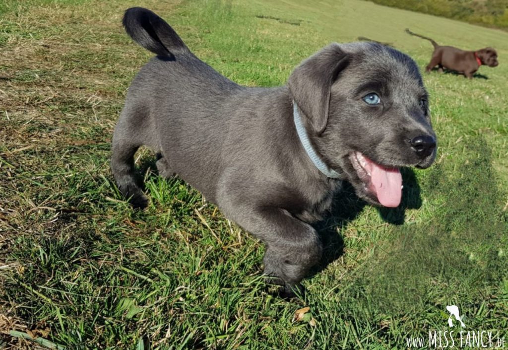 Loki-Labrador-Missfancy