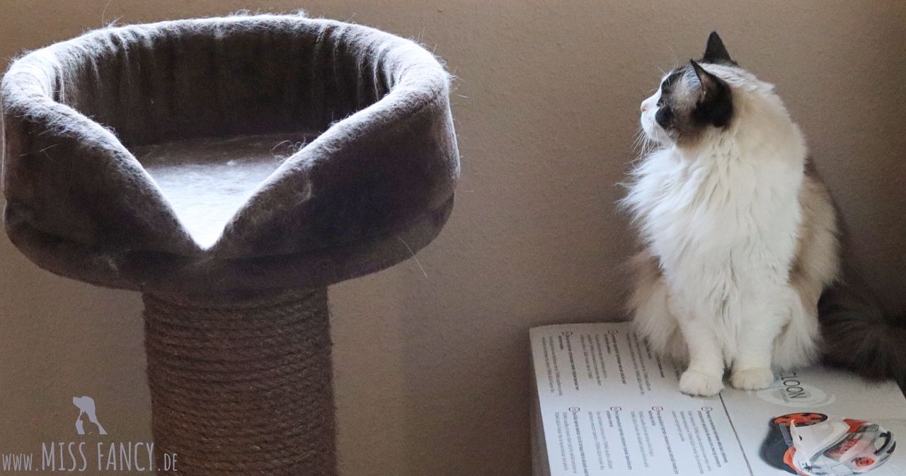 Hund-Thomas-Staubsauger-Test-Leo