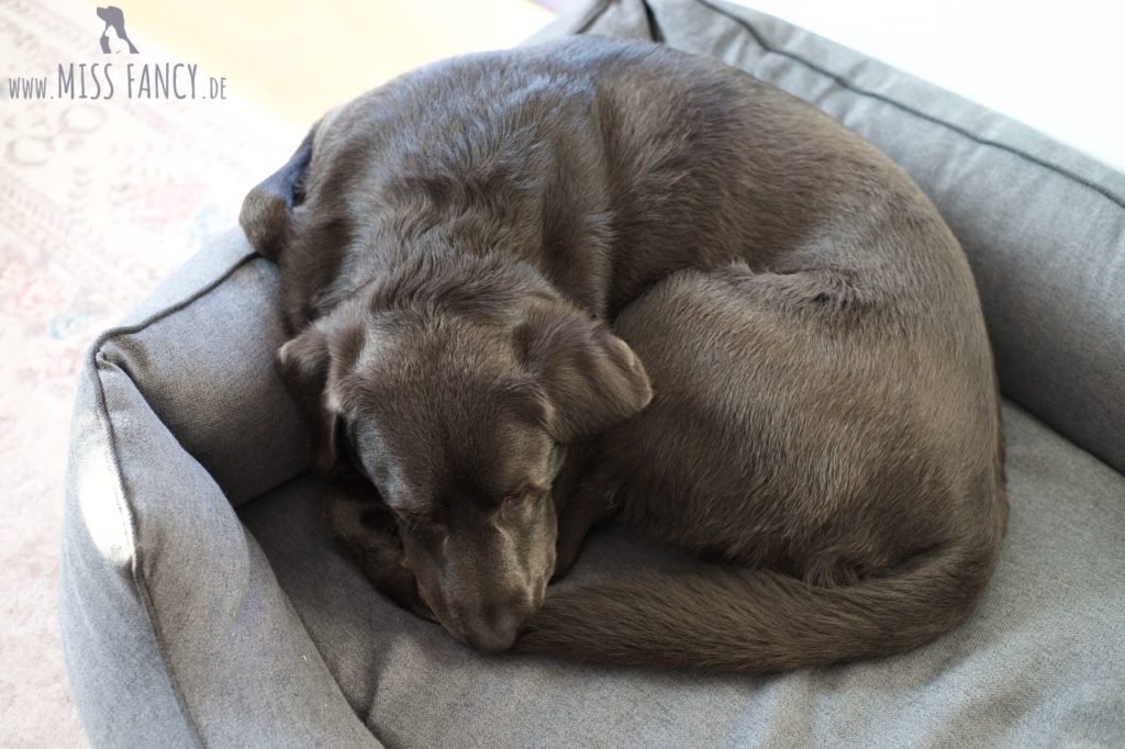 Licky Fits beim Hund Miss Fancy Rezepte für jeden Tag