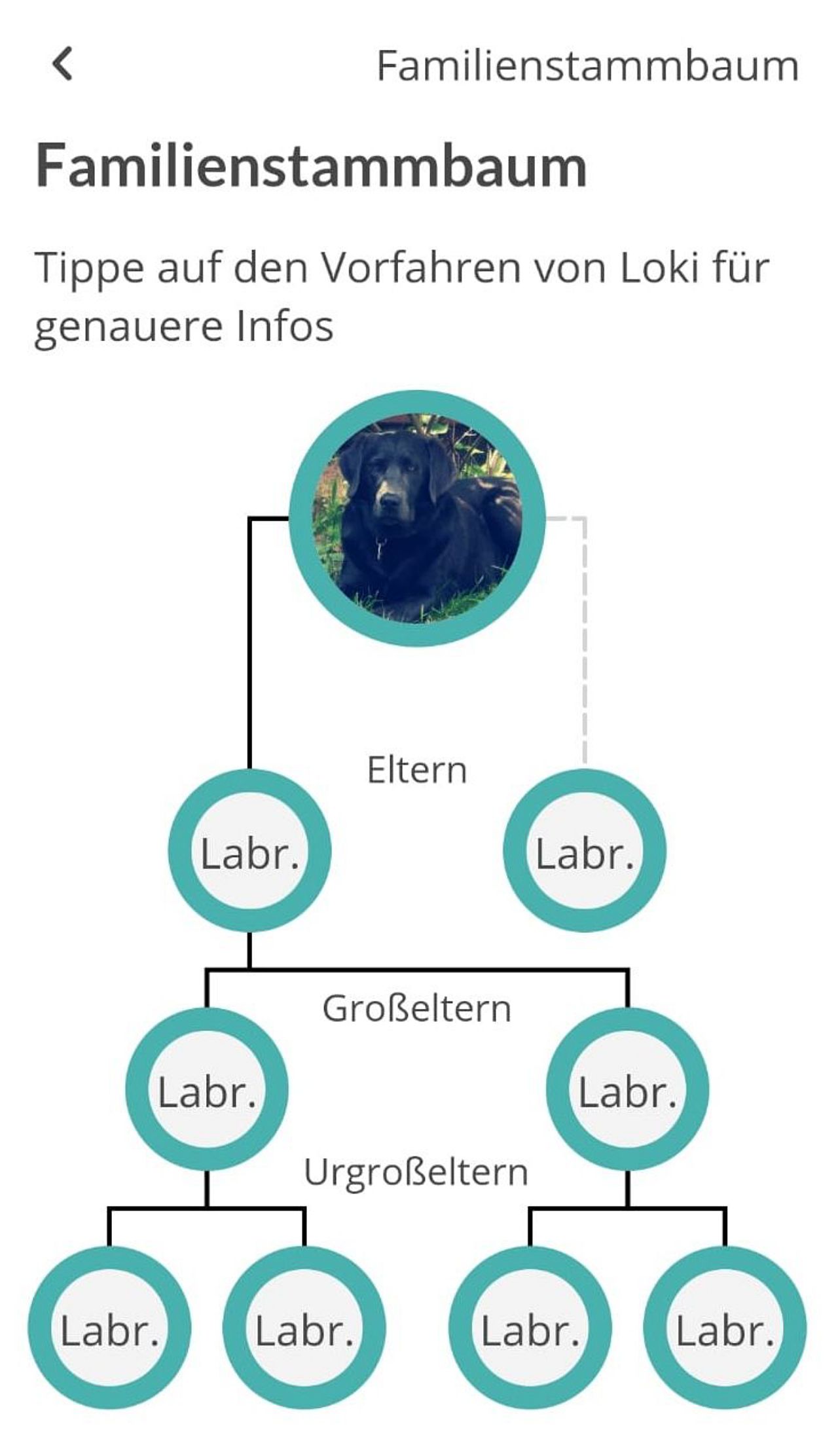 Ergebnis DNA Rassetest Loki